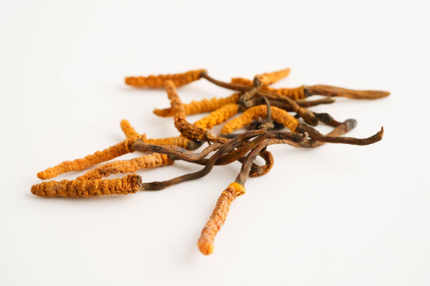 Cordyceps Wirkung Hormone