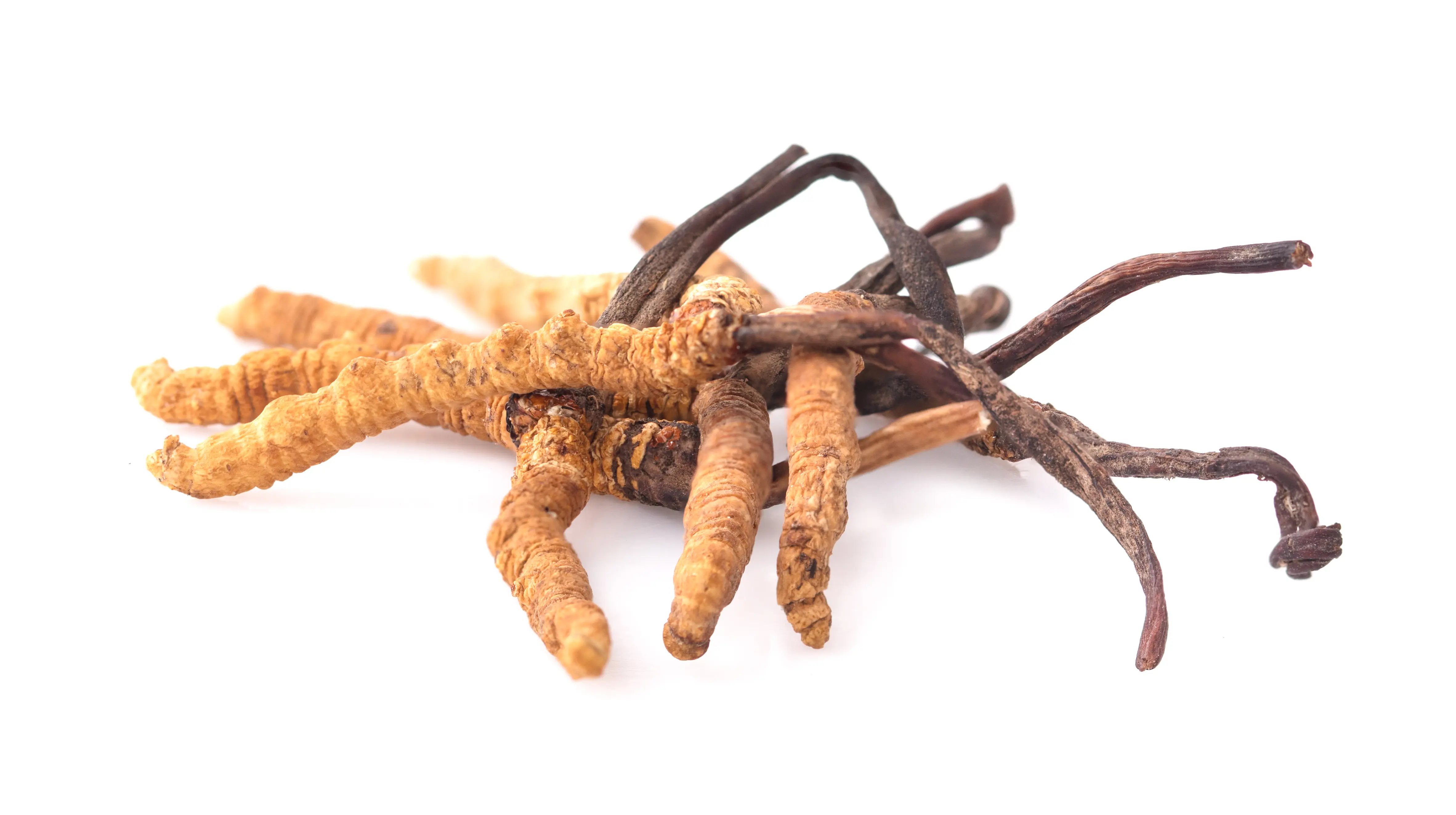 Cordyceps Pilz