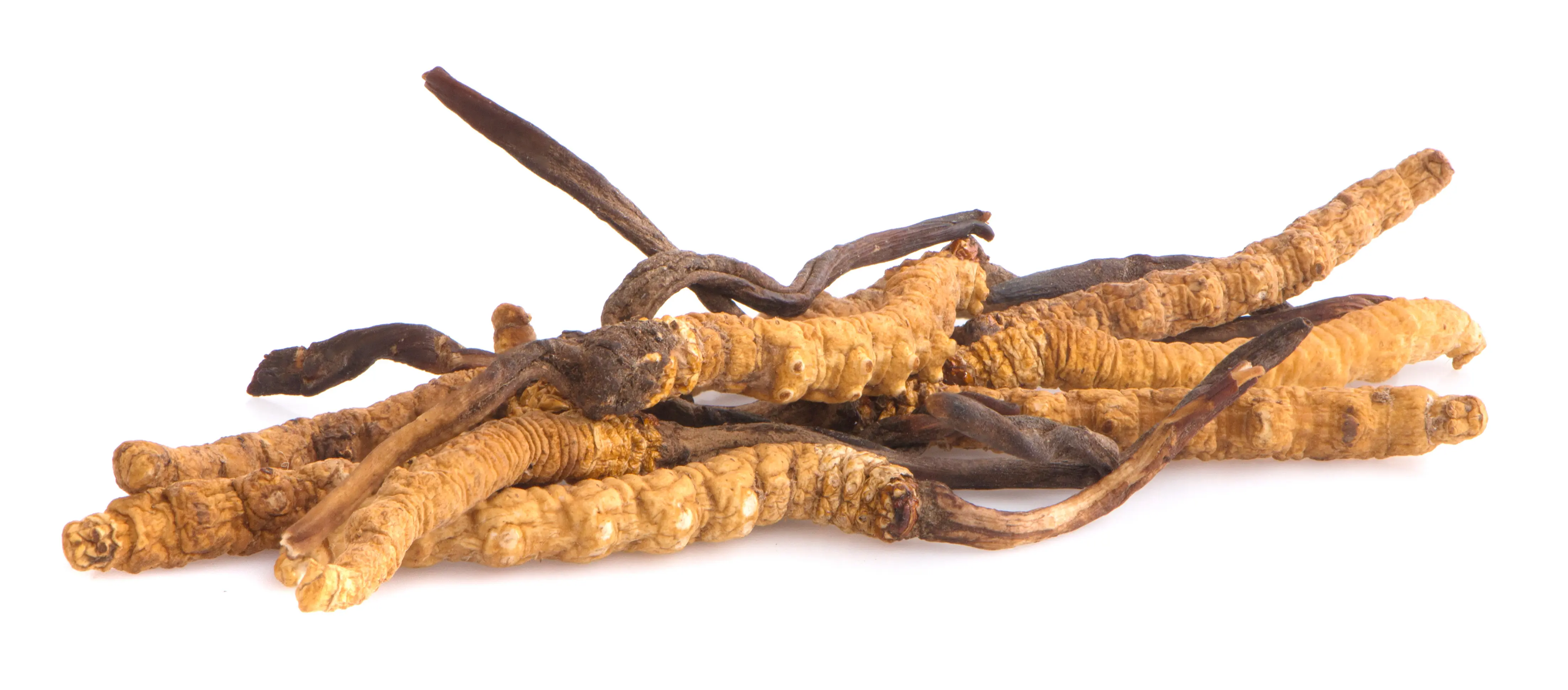 Cordyceps Pilz