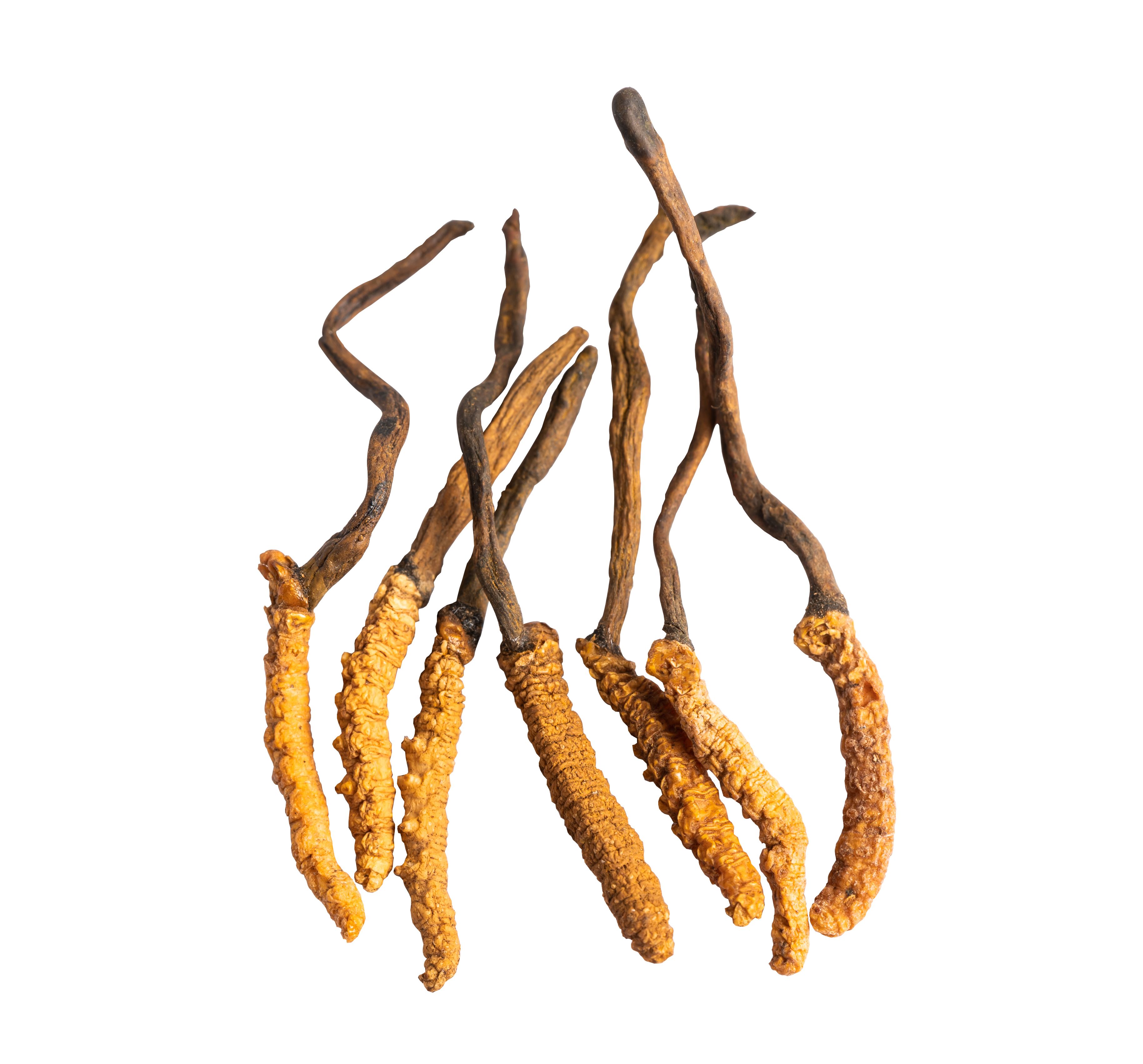 Cordyceps Wirkung