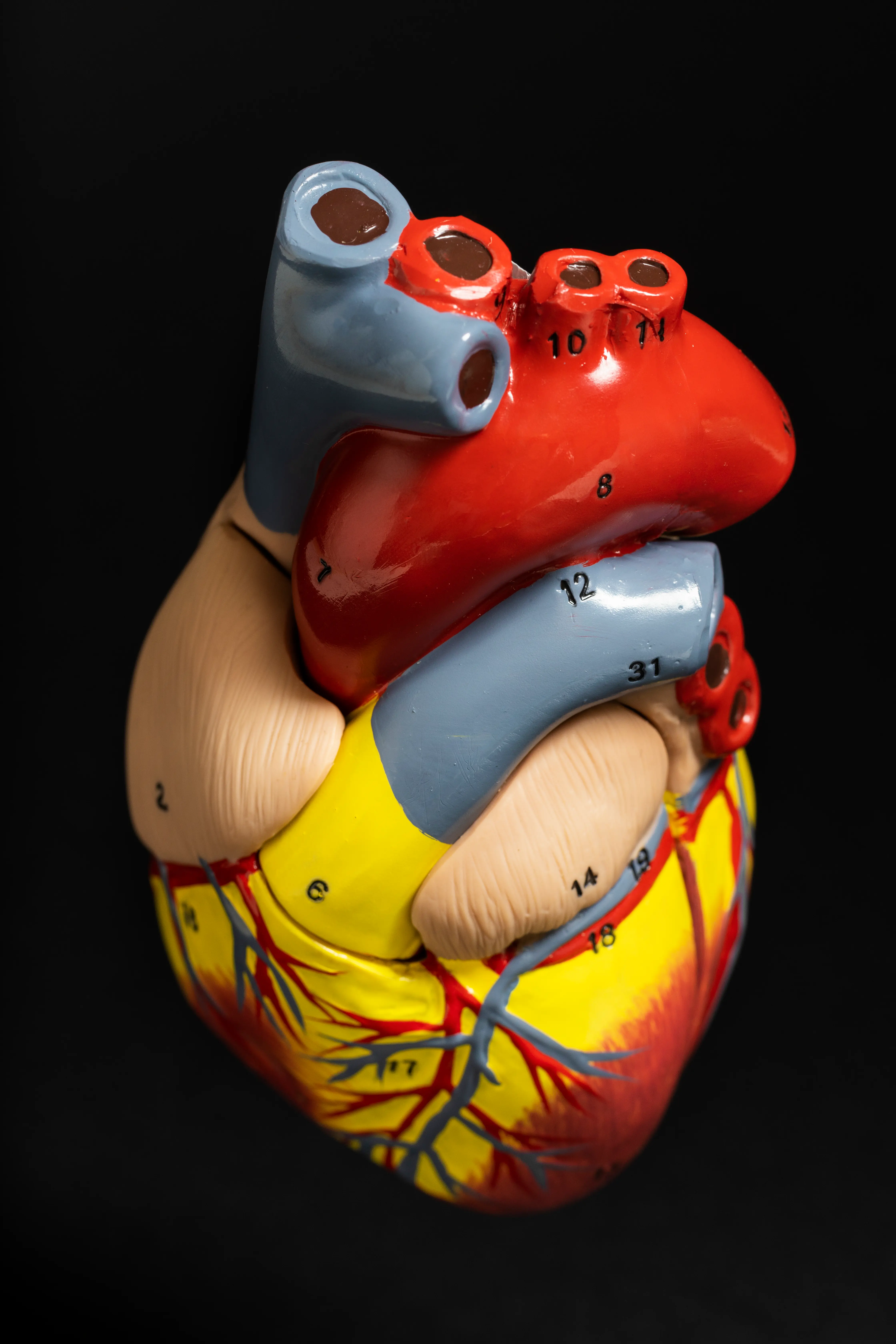 anatomisches Modell Herz