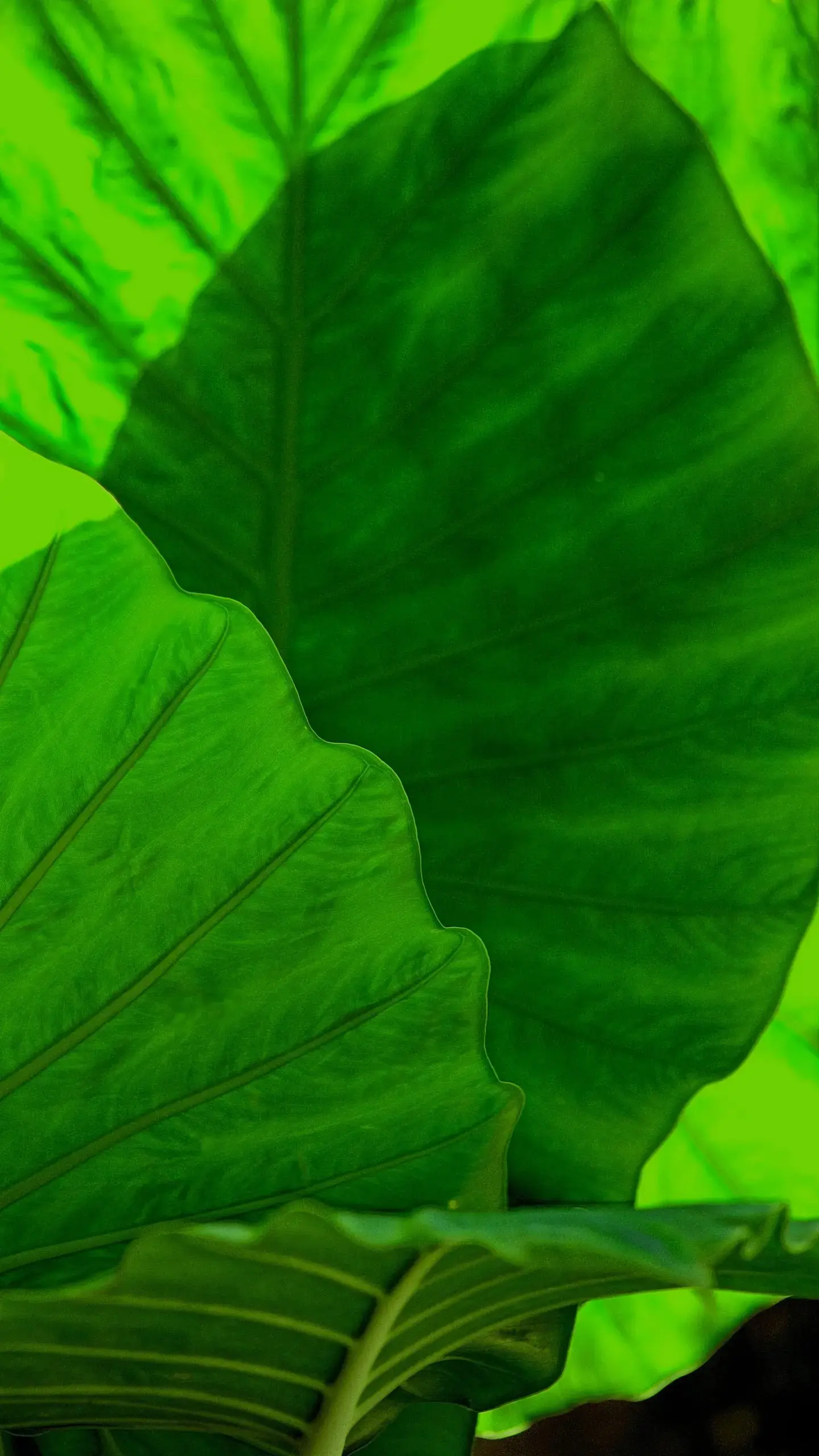 Kudzu – welche Effekte hat die japanische Heilpflanze?